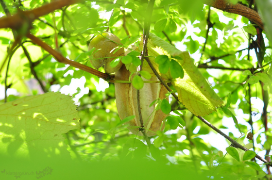 Die Akebie / Schokoladengurke (Akebia quinata) ist eine starkwachsende Schlingpflanze, mit schönen Blätter und zierenden Blüten